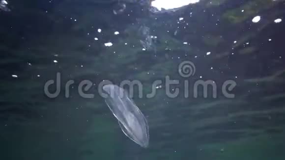 食蚁兽捕食性梳子果冻贝罗埃瓦塔在水中游泳寻找食物视频的预览图