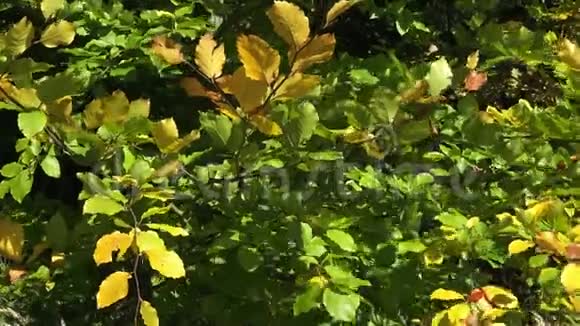 五颜六色的叶子视频的预览图