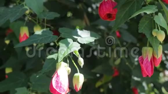 红花在花园里盛开视频的预览图