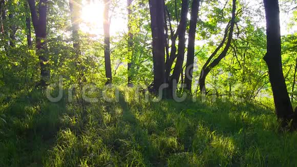 春天的森林日落黎明时分的森林视频的预览图