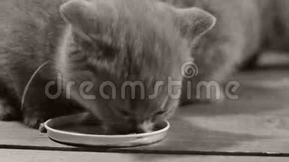 小猫在木制地板上吃宠物食品视频的预览图