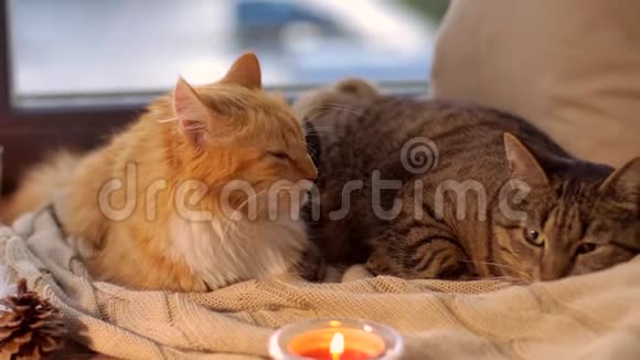 两只猫躺在家里的窗台上的毯子上视频的预览图