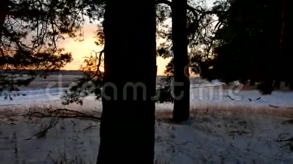森林中的冬季景观日落神奇的松树自然森林圣诞树视频的预览图