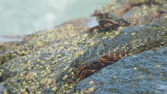 海滩岩石上的螃蟹视频的预览图