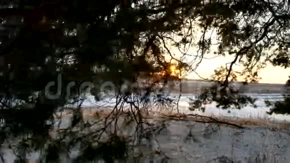 森林中的冬季景观日落神奇的松林圣诞自然树视频的预览图