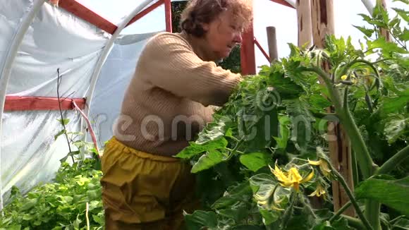 一位年长的园丁女士在温室里照料西红柿视频的预览图