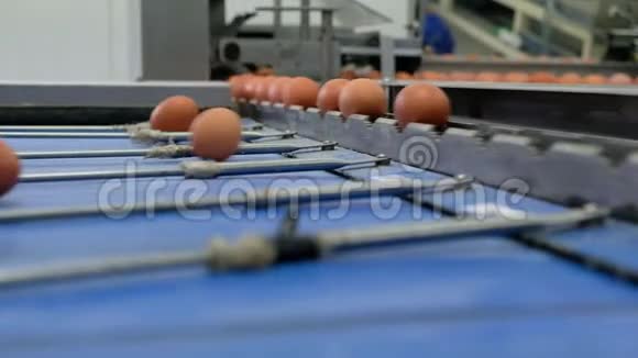 一家禽场鸡蛋多级EGG生产线输送生产线视频的预览图