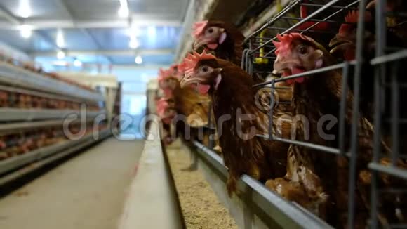 家禽养殖场鸡蛋多层生产线视频的预览图