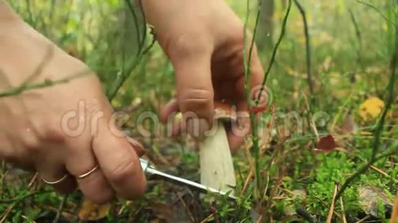 手拿刀割美丽的蘑菇视频的预览图