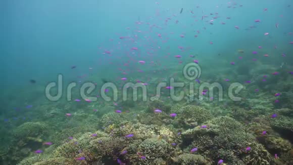 珊瑚礁的水下世界视频的预览图
