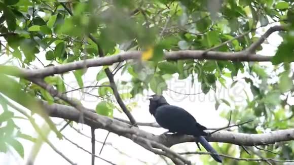 亚洲鸟雀树上的视频的预览图