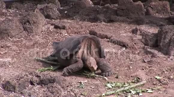 加拉帕戈斯的海龟视频的预览图