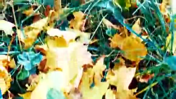 秋天公园在阳光明媚的日子里视频的预览图