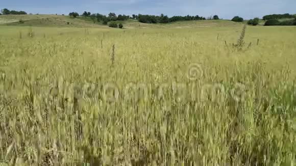 带着麦子飞过田野视频的预览图