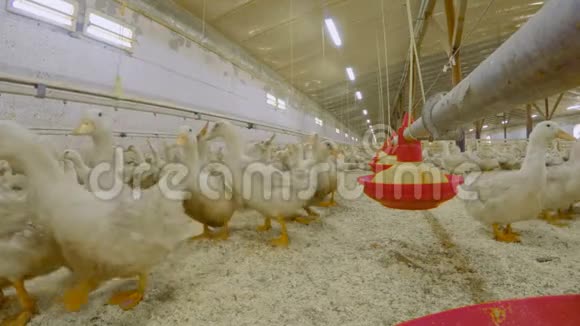 在家禽养殖场饲养鸭子视频的预览图