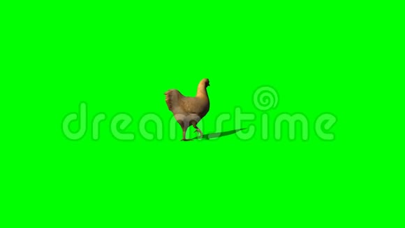 棕色鸡行走绿色屏幕视频的预览图