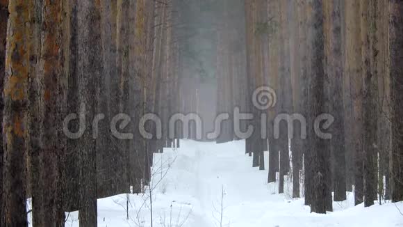 松林中的冬天降雪大雪纷飞的圣诞节早晨视频的预览图