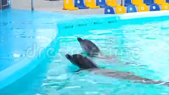 海豚馆里的海豚视频的预览图