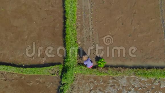 一群农民在大田上种水稻的航拍镜头前往巴厘岛视频的预览图