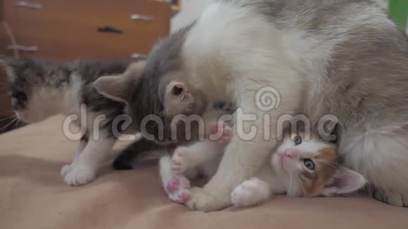 猫舔舔小猫的舌头慢动作视频猫妈妈和小猫躺在沙发上生活方式视频的预览图