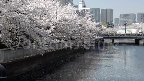 东京一条大河边的樱花视频的预览图