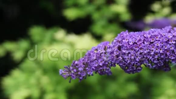 花园里的紫花特写高清镜头视频的预览图