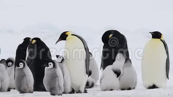 帝企鹅2018年南极洲雪山视频的预览图