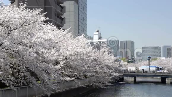 东京一条大河边的樱花视频的预览图
