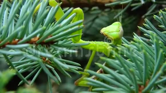 欧洲螳螂正在等待它的猎物一朵花特写乌克兰视频的预览图