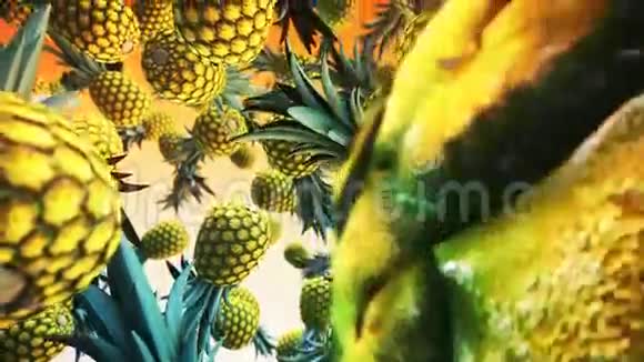 在绿色背景上落下新鲜的ananas视频的预览图