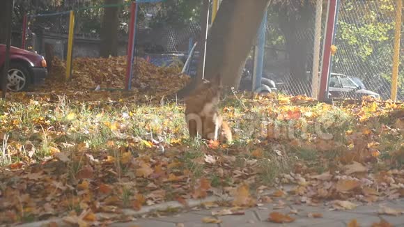 秋天公园里的狗视频的预览图