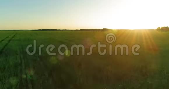 夏季阳光充足的夜晚低空飞行在乡村夏田之上有着无尽的黄色景观地平线上的太阳视频的预览图