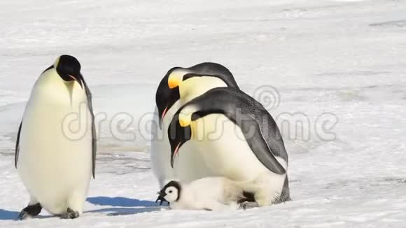 2018年南极洲雪山帝企鹅视频的预览图