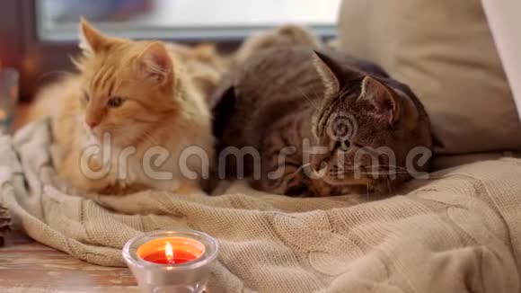 两只猫躺在家里的窗台上的毯子上视频的预览图