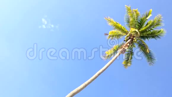 蓝天和朝阳下的椰子树与复制空间区域循环视频的预览图