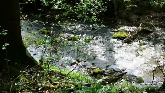 德国森林里的小溪视频的预览图