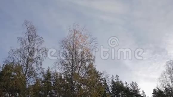 秋天的森林和天空视频的预览图