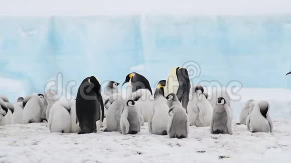 帝企鹅2018年南极洲雪山视频的预览图