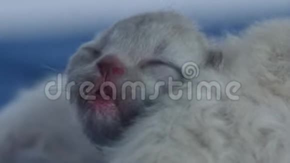 英国北方紫丁香新生小猫特写视频的预览图