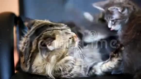 小猫和大猫的吻和舔在一起视频的预览图