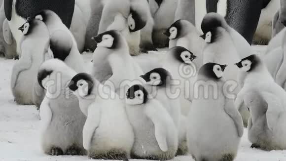 帝企鹅2018年南极洲雪山雏鸟视频的预览图