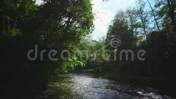 夏天的森林河视频的预览图