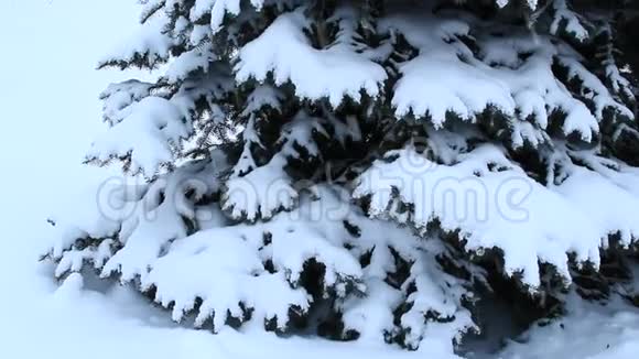 长满积雪的裘树枝冬天森林里下雪的圣诞树视频的预览图