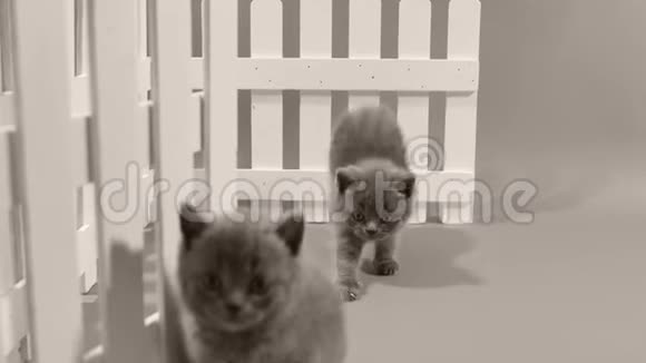 英国肖泰蓝小猫白色栅栏视频的预览图