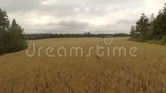 有机大麦场的鸟瞰图视频的预览图