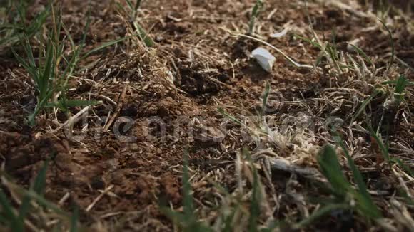 蚂蚁巢中的宏观镜头视频的预览图