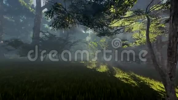 神奇森林阳光透过树叶追踪视频的预览图