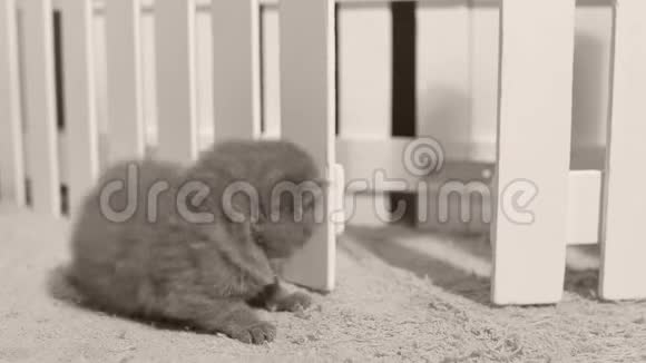 小院子里的英国小猫白色栅栏室内视频的预览图