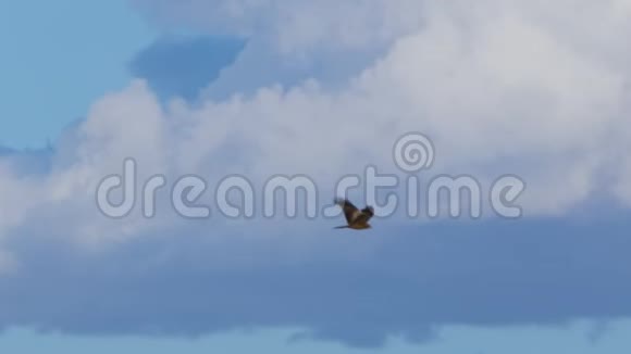鹰在蓝天上射击视频的预览图