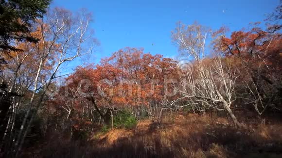 美丽的秋景秋叶落在一片五彩缤纷的森林里视频的预览图